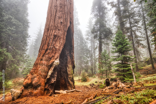 Canvas Print Giant Redwood Tree in the Kings Canyon National Park, California, USA