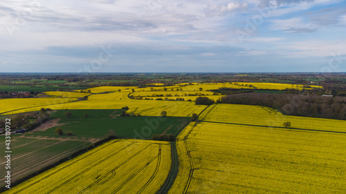 An aerial view of yellow Rapeseed (Brassica napus) fields in rural Suffolk, UK