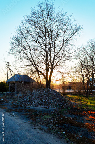 landscape with a tree