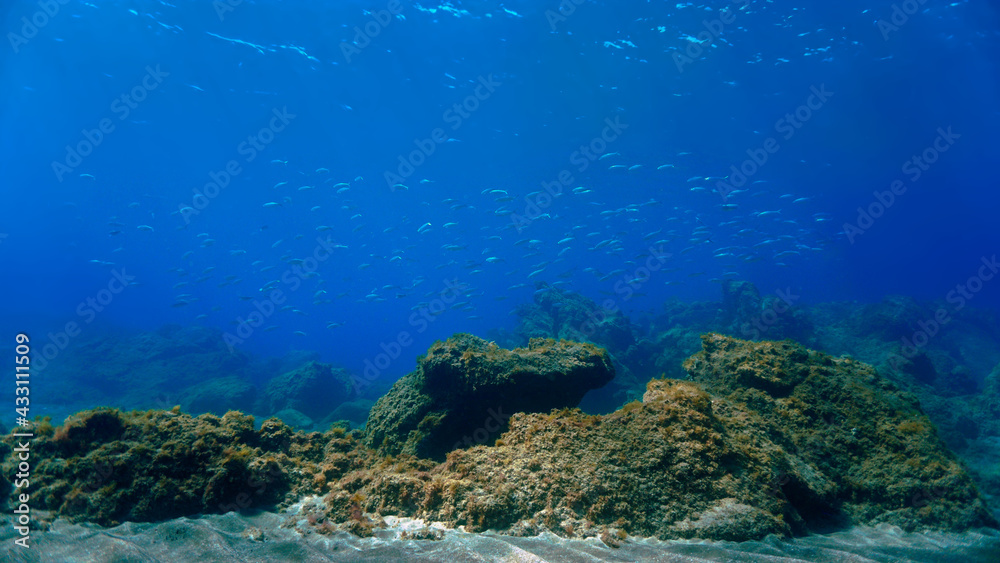 Underwater landscape and schools of fish
