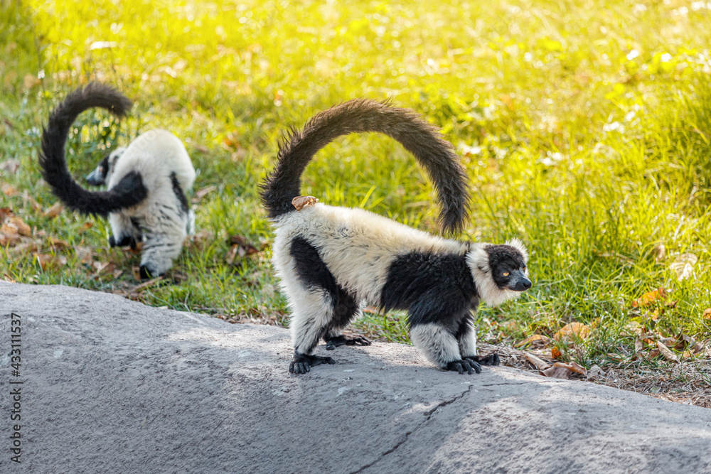 Fototapeta premium ruffed black and white lemur, or in Latin, Varecia variegata, is endemic to Madagascar with the threat of extinction