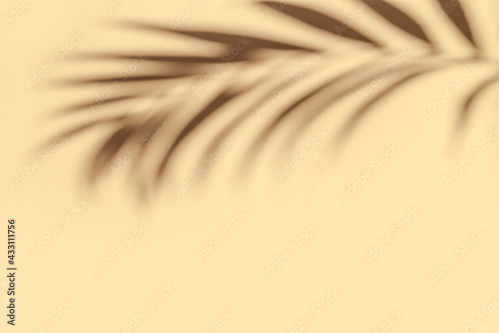 Fototapeta premium Palm Leaf Shadow