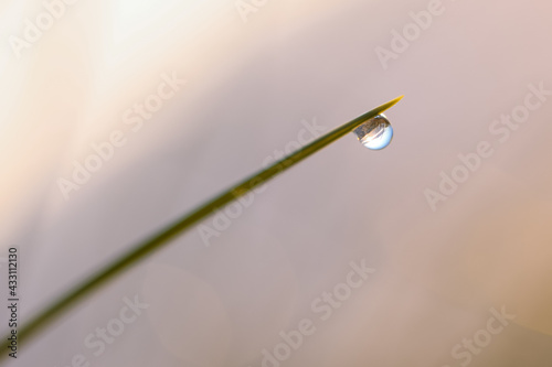 drop of dew on dune grass © M. & S.-N. Petersen