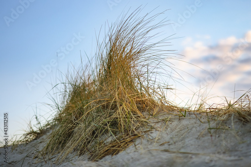 Beautiful dune grass in morning light