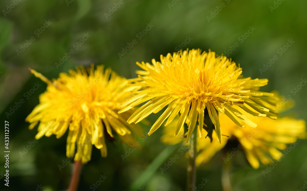 Close up of blooming yellow dandelions in spring on a green meadow Close up of blooming yellow dandelions in spring on a green meadow