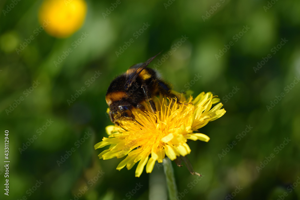 Close up of a springtime yellow blossom of the dandelion with a bumblebee sitting on it looking for pollen Close up of a springtime yellow blossom of the dandelion with a bumblebee sitting on it looking for pollen