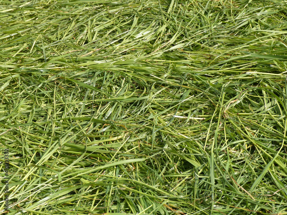 close up of grass. Fresh cut green grass. Mowing has just taken place
close up of grass. Fresh cut green grass. Mowing has just taken place
