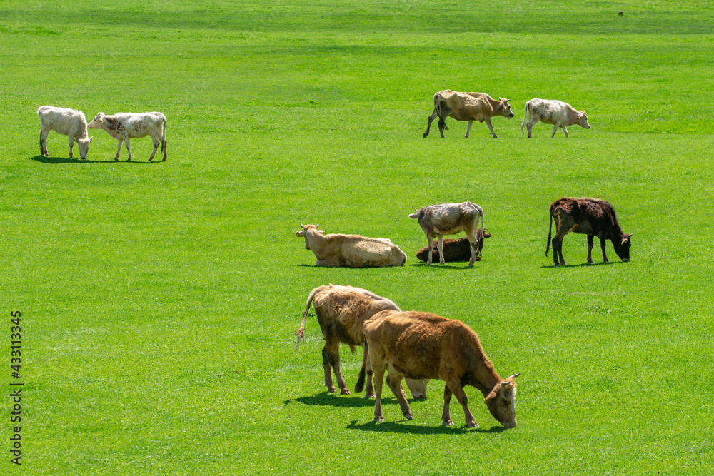 Grazing cows on a mountain green pasture Grazing cows on a mountain green pasture