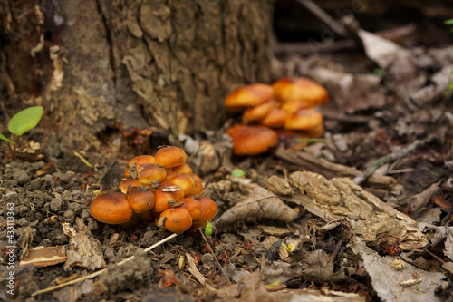 Budding mushrooms
