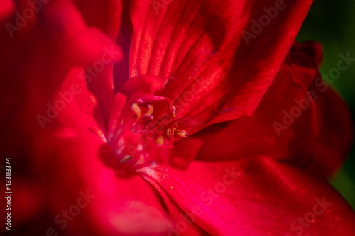 Flor Vermelha