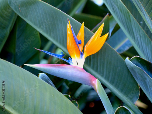 Valokuva Close up of a Strelitzia Reginae (Bird of Paradise flower).