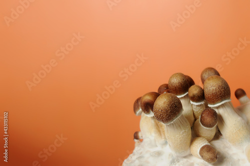 Bild auf Leinwand Micro growing of Psilocybe Cubensis on orange background