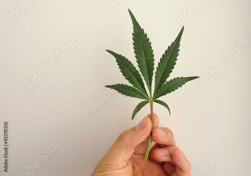 Cannabis full grown leaf in man's hand. Fresh marijuana plant isolated on ivory background.