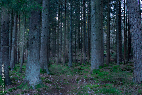 path in the woods