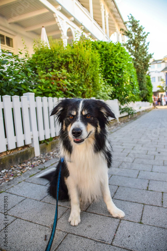Portrait of border collie on walkway in island rugen in germany