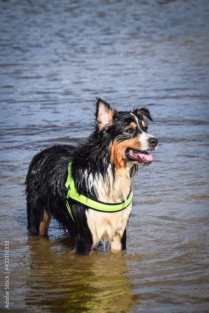 Border collie is standing in the water. He loves water and he jump for stick. Border collie is standing in the water. He loves water and he jump for stick.
