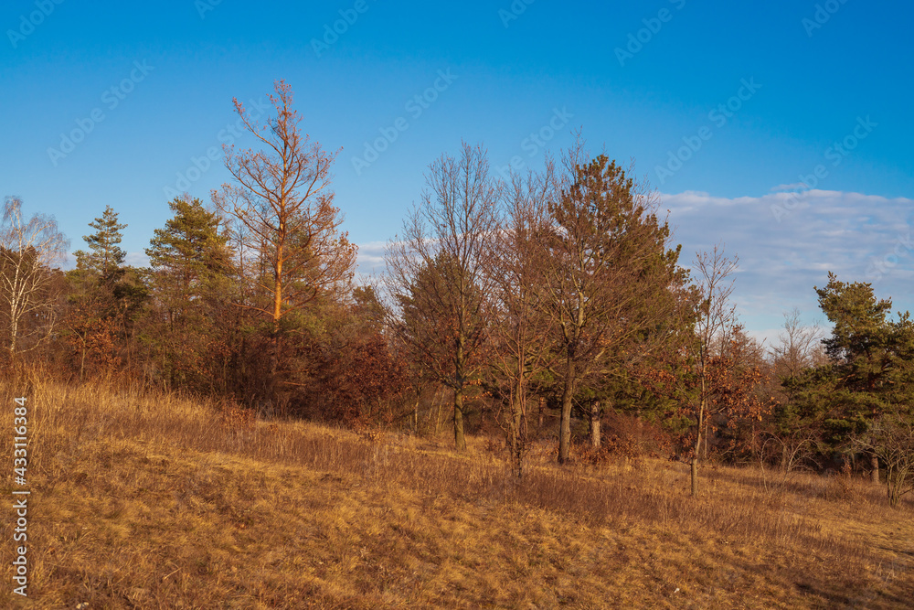 Meadow and forest where there are dry trees. The blue sky is in the background.