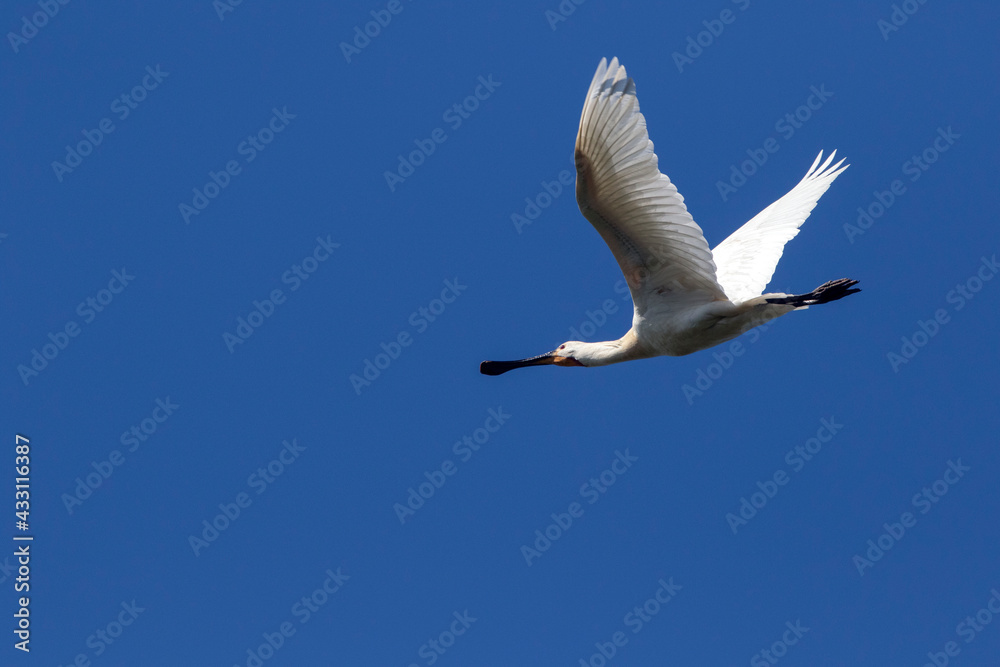 White spoonbill in flight photographed with a modern SLR camera in nature White spoonbill in flight photographed with a modern SLR camera in nature
