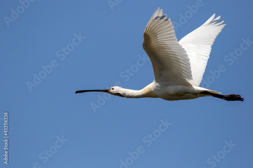 White spoonbill in flight photographed with a modern SLR camera in nature