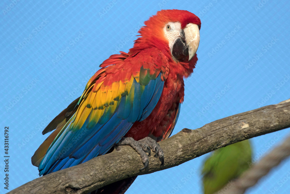 Beautiful macaw parrot sitting on a branch with contrasting colors