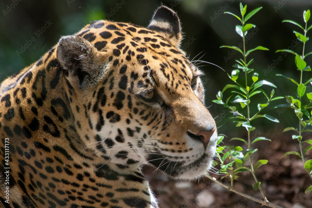 Fototapeta premium Single Jaguar predator photographed in various poses