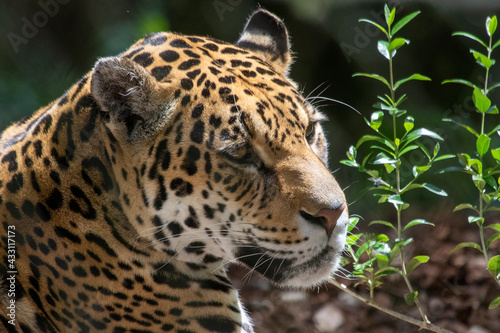 Single Jaguar predator photographed in various poses