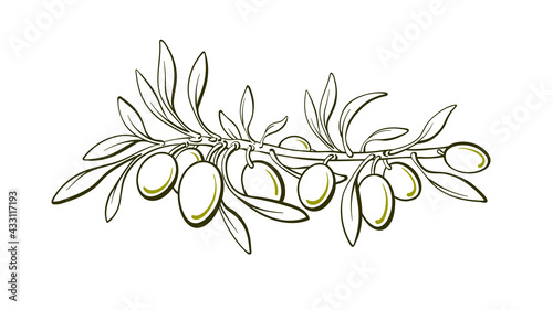 Olive art line symbol. Graphic sketch