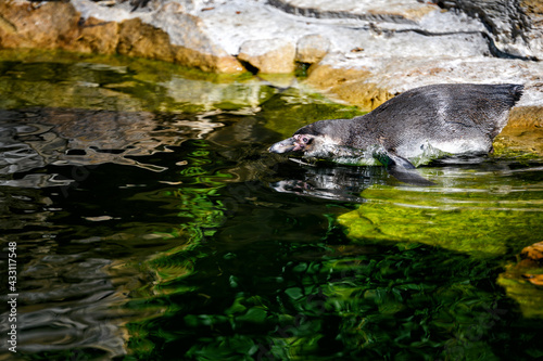 Penguin jumping into the water from the shore.