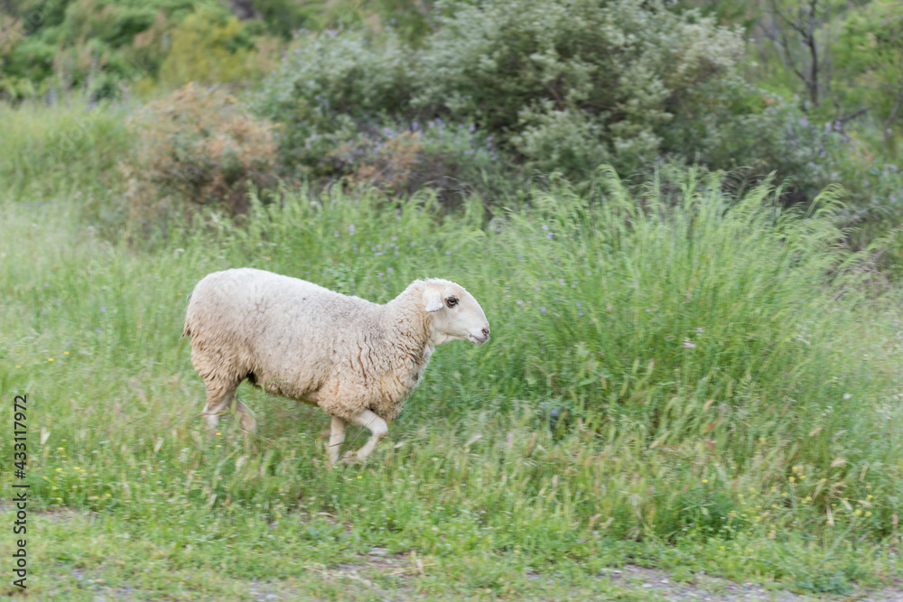 ovejas con el pelaje de invierno sobre la hierva de primavera  