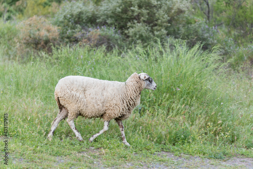 ovejas con el pelaje de invierno sobre la hierva de primavera  