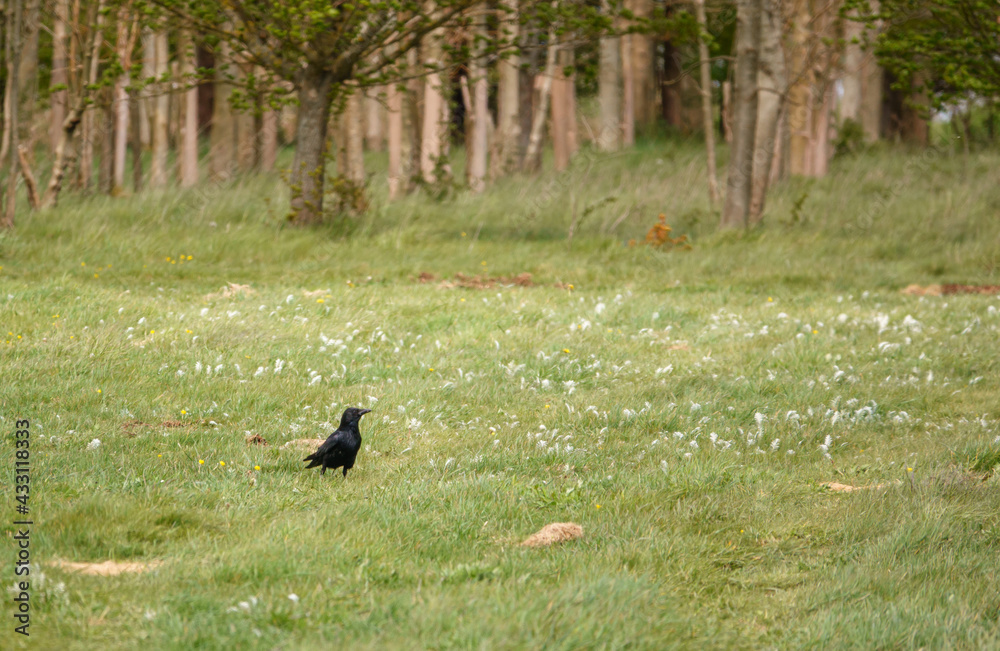 Fototapeta premium a solitary crow hunting food amongst the lush spring meadow grass
