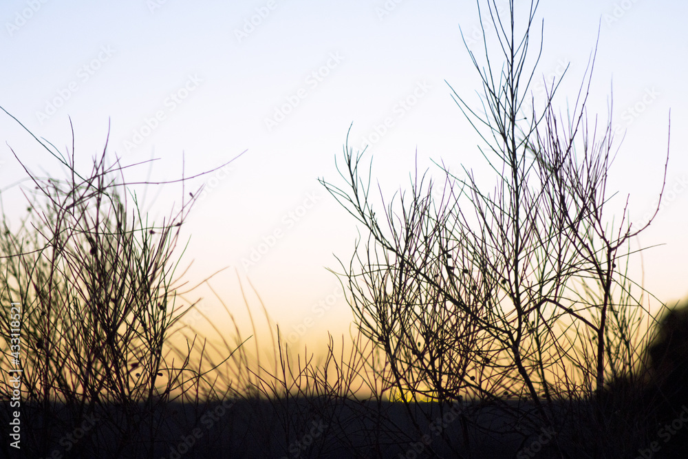 Obraz premium Sunset landscape with tree branches in silhouettes