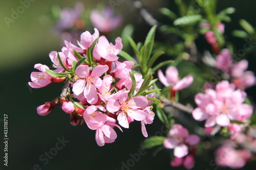 blooming almond branch in spring