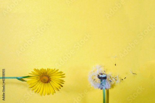 Flowers on colorful background  flat lay  copy space  top view  composition  spring flowers Photographed in the studio