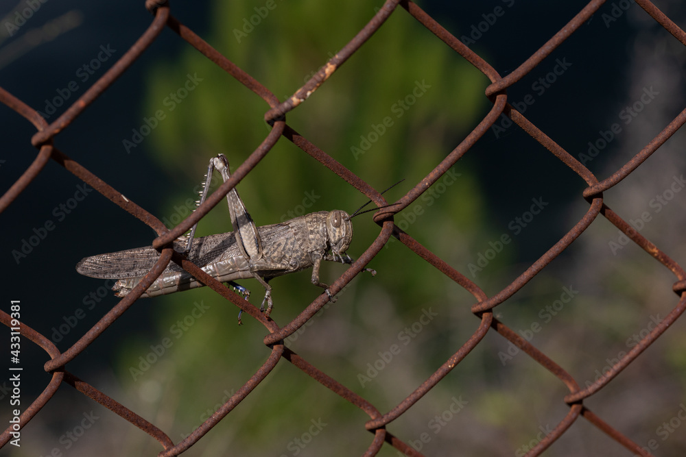 saltamontes en una alambrada saltamontes en una alambrada