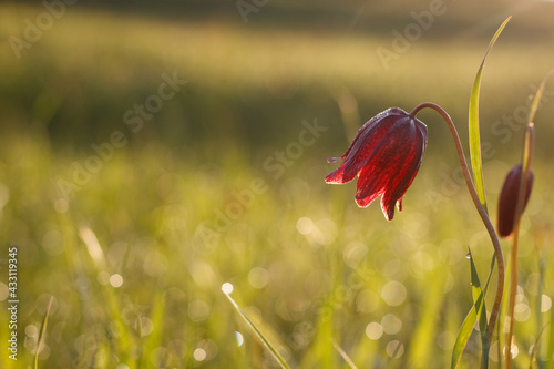 Snake's head fritillaria or chess flower. Red spring meadow flowers