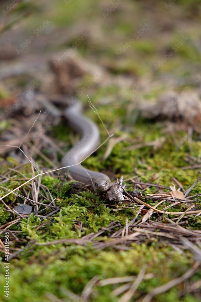 Blindschleiche auf Gräsö Blindschleiche auf Gräsö