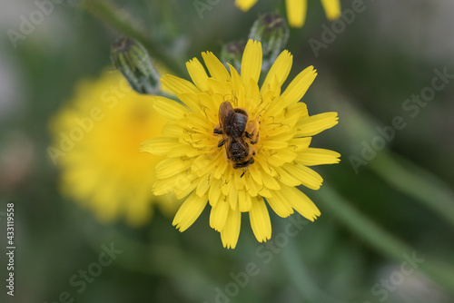 abeja en una flor amarilla