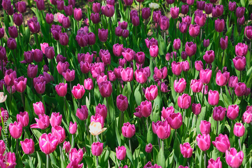 Tulip field with beautifully colored blooming tulips Tulip field with beautifully colored blooming tulips