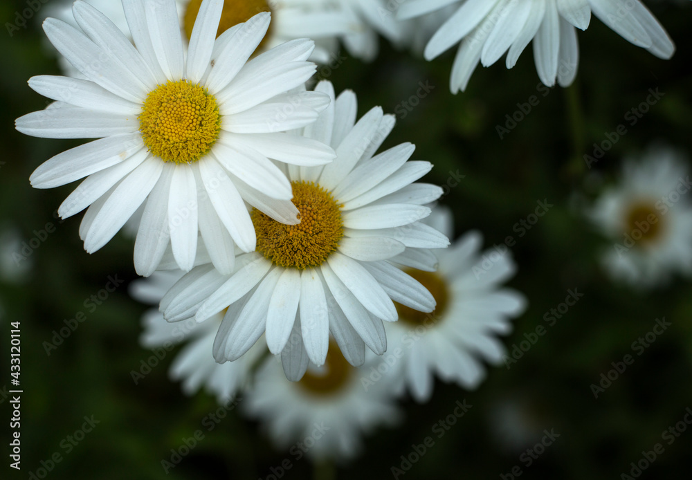 Fototapeta premium daisy