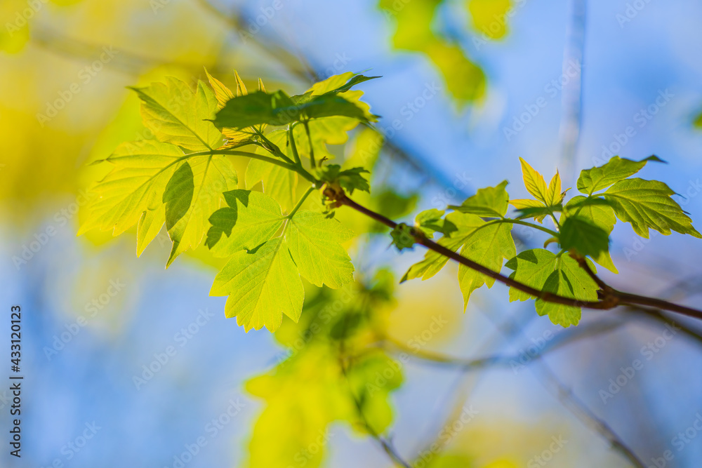 Acer negundo maple or American (Acer negundo). Spring in Russia Acer negundo maple or American (Acer negundo). Spring in Russia