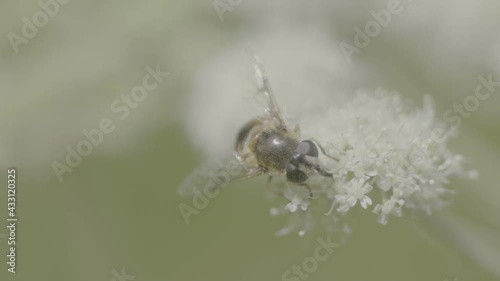 Fly on flower close-up. Slow motion. 