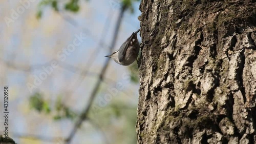 nuthatch sits on a tree and flies away
