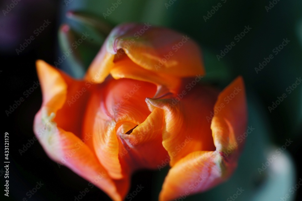 Close up of orange tulip from above with soft focus surround Close up of orange tulip from above with soft focus surround