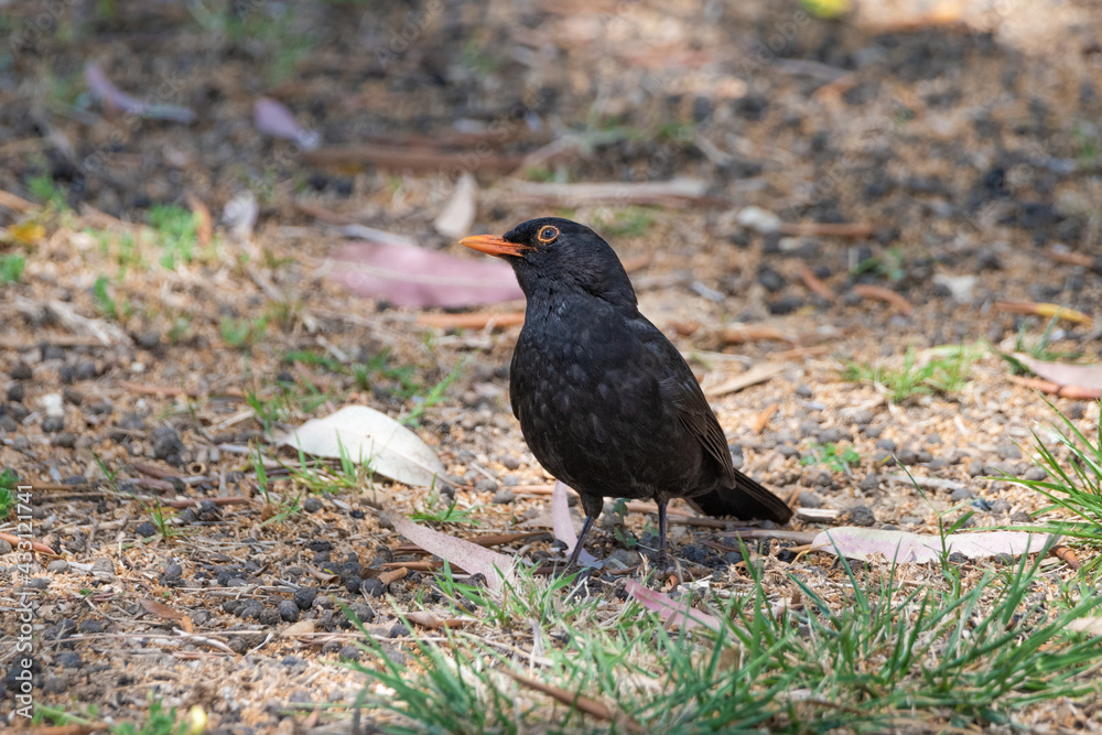 mirlo (Turdus merula) el el suelo del parque mirlo (Turdus merula) el el suelo del parque