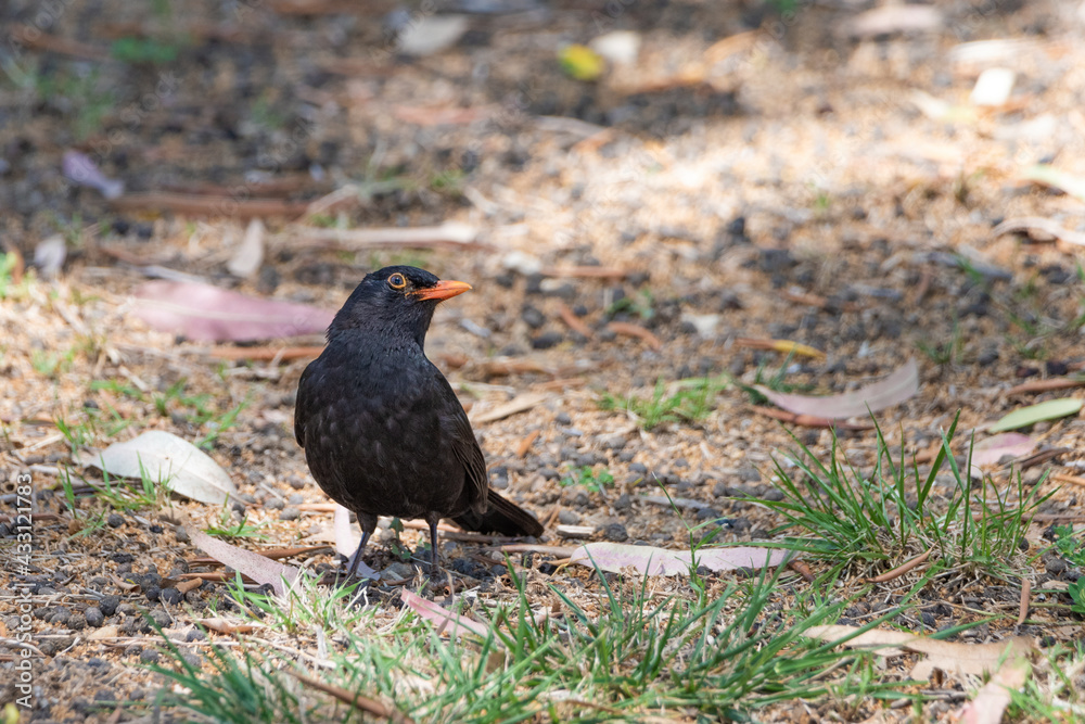Fototapeta premium mirlo (Turdus merula) el el suelo del parque 