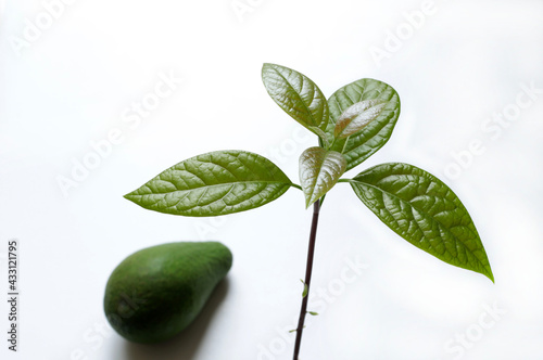 Foglie di avocado isolati su uno sfondo bianco. Sfondo sfocato con frutto di avocado. Direttamente sopra.