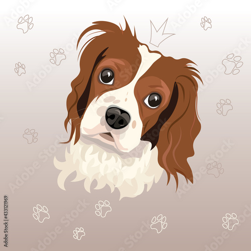 Dog portrait, Cavalier King Charles Spaniel
