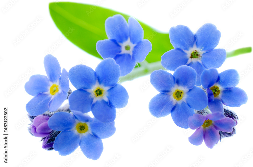 Blue wild flowers forget-me-nots isolated on white background, clipping path. Blue forget-me-not flower isolated on white background. Forget-me-nots, delicate spring flowers. Blue wild flowers forget-me-nots isolated on white background, clipping path. Blue forget-me-not flower isolated on white background. Forget-me-nots, delicate spring flowers.