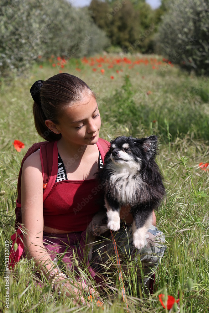 jeune fille avec un chihuahua dans un champ de coquelicots jeune fille avec un chihuahua dans un champ de coquelicots